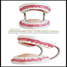 ISO Dental Care Modell (32 Zähne), Modell Zähne medizinischen HR-403
